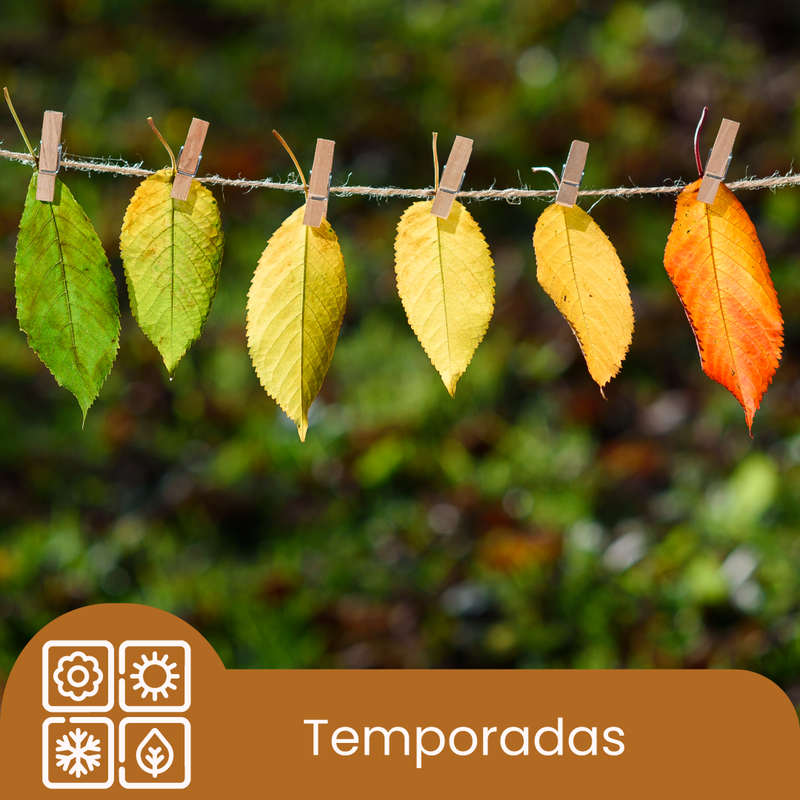 Categoría